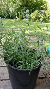 A lavender plant in a pot